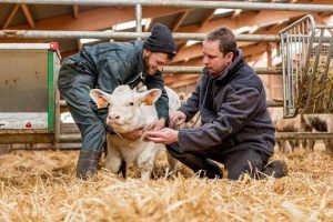 La Comisión Europea autoriza la comercialización de la vacuna viva BOVILIS® Nasalgen®-C para bovinos de MSD Animal Health