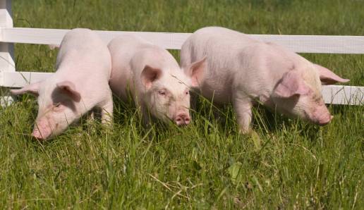 Los antecedentes genéticos influyen en las respuestas de los cerdos al virus del síndrome respiratorio y reproductivo porcino