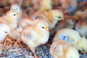 El laboratorio que creo la oveja Dolly crea pollos resistentes a la gripe aviar a través de modificación genética