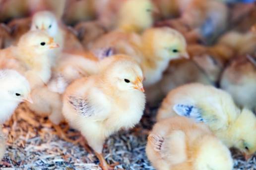 El laboratorio que creo la oveja Dolly crea pollos resistentes a la gripe aviar a través de modificación genética
