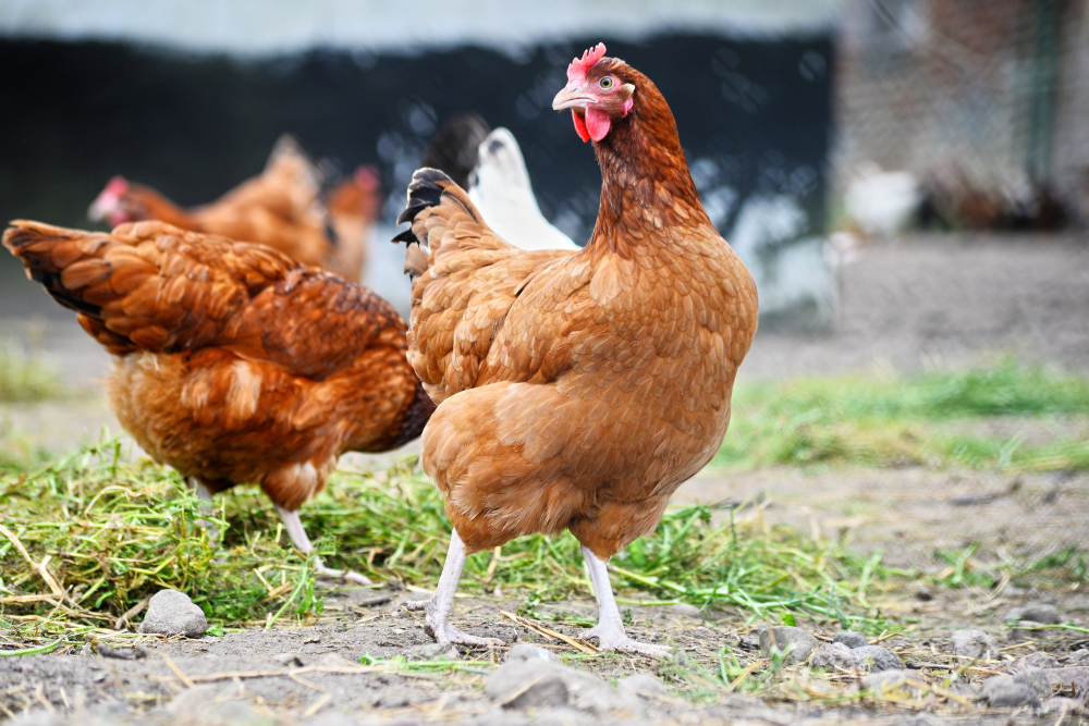 Explorando los efectos de la suplementación dietética con lisozima en gallinas ponedoras: rendimiento, calidad del huevo y respuesta inmunitaria