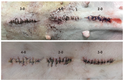 Reacción biomecánica y tisular: los efectos de la variación del tamaño de las suturas en la sutura de la pared abdominal canina