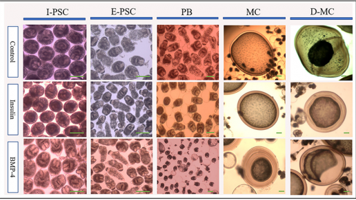Historia natural del desarrollo de microquistes de Echinococcus granulosus en cultivo in vitro a largo plazo y cambios moleculares y morfológicos inducidos por insulina y BMP-4