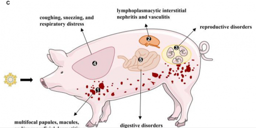 Patogenicidad y modulación inmune del circovirus porcino 3