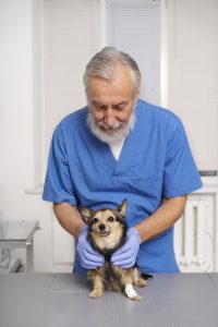 Veterinarios analizan los beneficios del pimobendán durante la anestesia general en perros sénior sin patología cardiaca