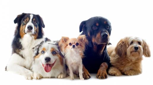 Prevalencia a lo largo de la vida de las afecciones médicas informadas por el propietario en las 25 razas de perros más comunes en el paquete del Proyecto de Envejecimiento de Perros