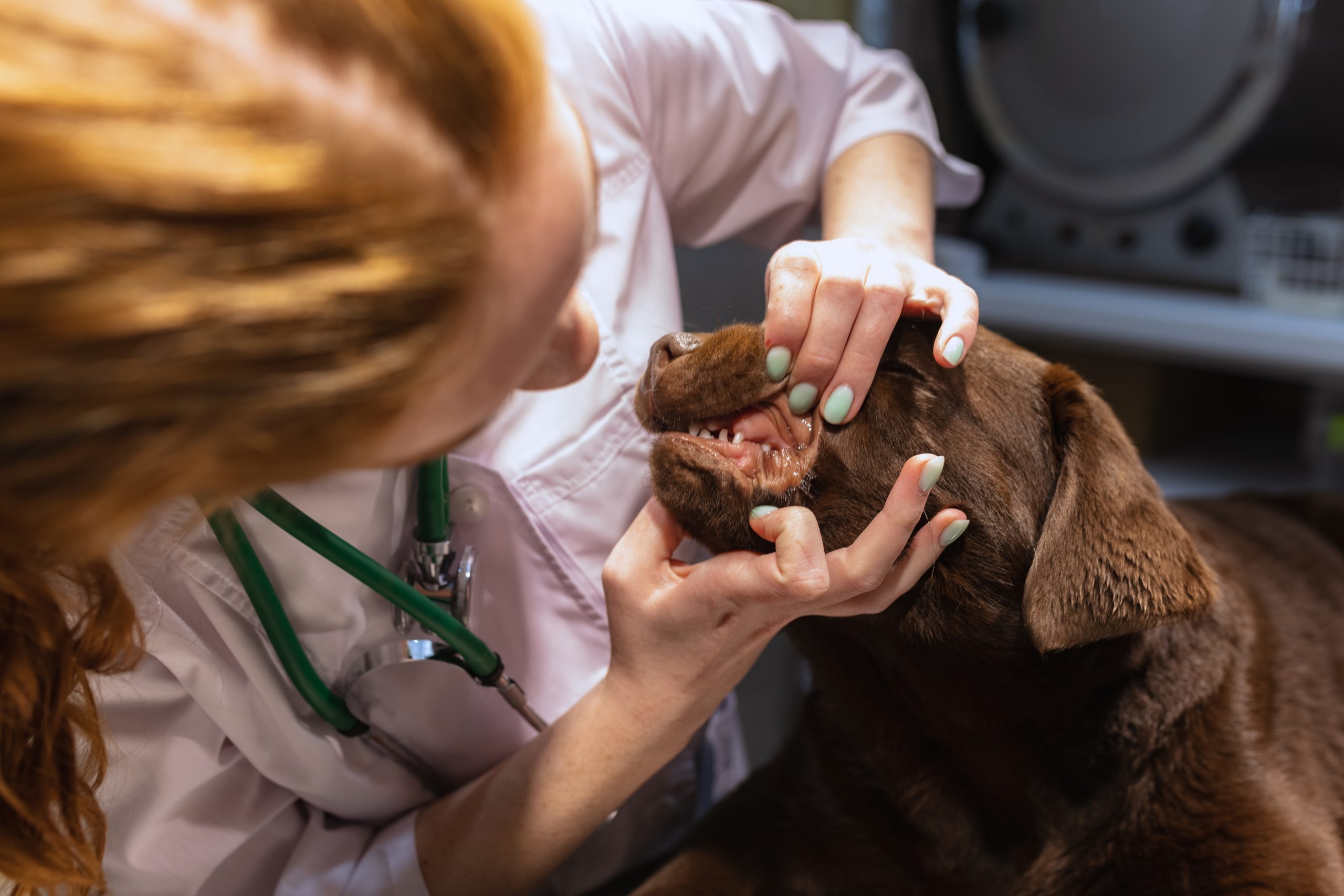Efecto terapéutico del extracto de ajo envejecido sobre la gingivitis en perros