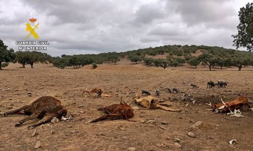 Investigan a un ganadero de Zahínos por abandonar a casi un centenar de reses sin alimentos ni cuidados