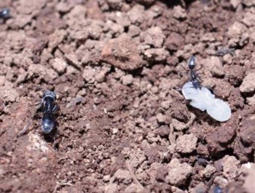Un estudio del CSIC confirma que las hormigas ayudan a controlar la plaga de la polilla del olivar
