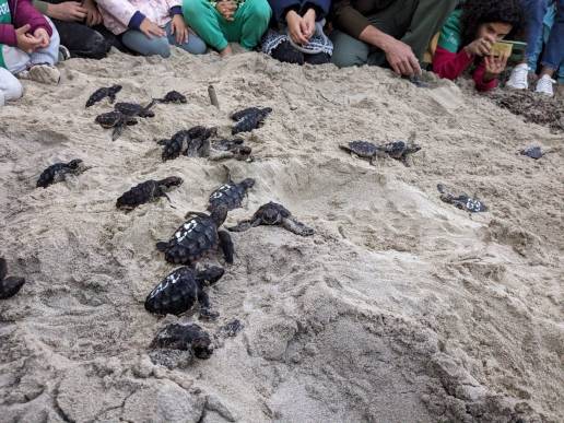 Agricultura libera 47 tortugas marinas en la playa de Cala Millor y en la de Es Cavallet nacidas en Baleares este verano
