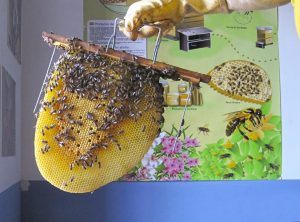 Terra Natura Benidorm lanza un proyecto para construir refugios de insectos con materiales reciclados
