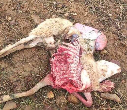 UPA-COAG denuncia un nuevo ataque de lobos con cuatro ovejas muertas en una explotación de Almendra del Pan (Zamora)