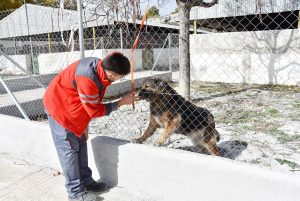 Buscan casas de acogida para los animales de la perrera municipal de Baza ante la "enorme acumulación"