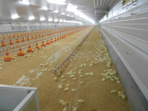 La norma de Bienestar Animal reducirá un 70 % la producción avícola y exigirá astronómicas inversiones, según UPA-COAG