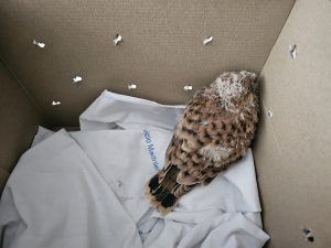 Una pareja de halcones peregrinos consigue tener tres crías en un nido en el Hospital 12 de Octubre