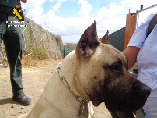 Investigan a una veterinaria por cortar las orejas a tres cachorros de presa canario en Telde (Gran Canaria)