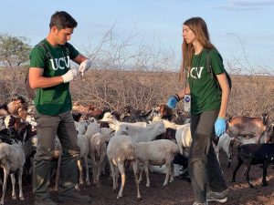 Cuatro estudiantes de Veterinaria vacunan al ganado de tribus etíopes para evitar el contagio de enfermedades a humanos