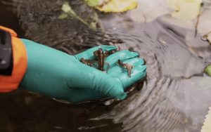 Introducen 3.000 cangrejos ibéricos en el río Tejadillos para repoblar esta especie autóctona