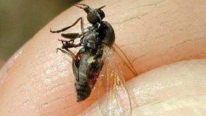 El CIBIR identifica una nueva especie de mosca negra en Europa