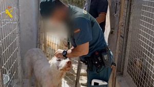 Más de medio centenar de investigados en Andalucía por mutilar orejas y rabos a 1.111 perros