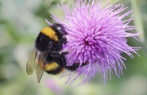 Los abejorros no pueden evitar el néctar contaminado