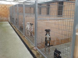 Santander adjudica en casi 300.000 euros el servicio de recogida y albergue de animales abandonados
