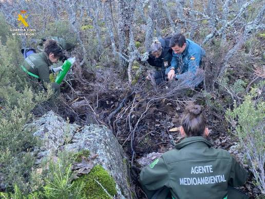 Investigan la posible muerte por envenenamiento de un oso pardo tras hallar restos óseos en Valle de San Juan (Palencia)