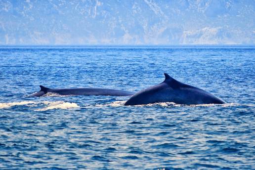 Ecolocaliza cierra la campaña con el avistamiento de 142 ballenas y unos 300 delfines desde La Línea