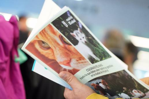 Madrid Salud trabaja en un nuevo programa sobre la gestión de colonias felinas