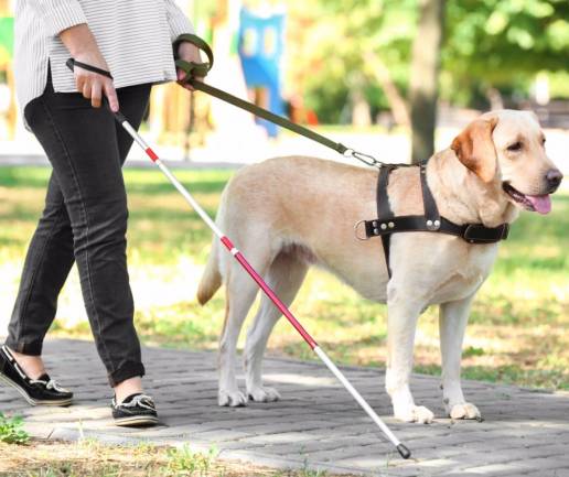 Sanidad prohíbe el acceso de mascotas a los centros sanitarios salvo los perros guía