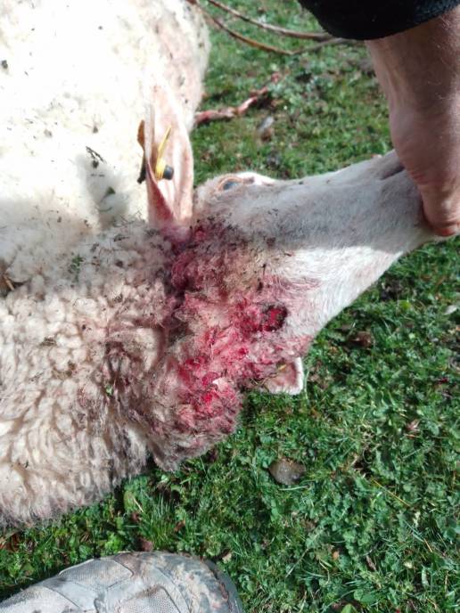 Un ataque de lobo a la ganadería 'Campastros' de Nieva acaba con la vida de dos ovejas