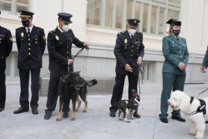 Asociación 'Héroes de 4 patas' lanza su octavo calendario para fomentar la adopción de perros policía jubilados