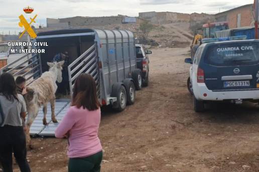 El SEPRONA rescata a un burro en Belchite (Zaragoza) en unas condiciones higiénico sanitarias deplorables