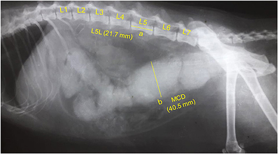 Uso de puntuaciones radiográficas e histológicas para evaluar a los gatos con megacolon idiopático agrupados en función de la duración de sus signos clínicos