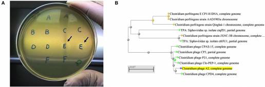 Un aislado de bacteriófago lítico redujo las lesiones inducidas por Clostridium perfringens en pollos de engorde desafiados con enteritis necrótica