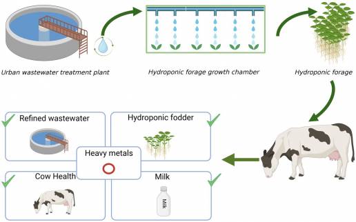 Aprovechamiento de aguas residuales urbanas recuperadas para la producción de forraje hidropónico de cebada: características del agua, calidad del alimento y efectos sobre el estado sanitario y la producción de vacas lactantes