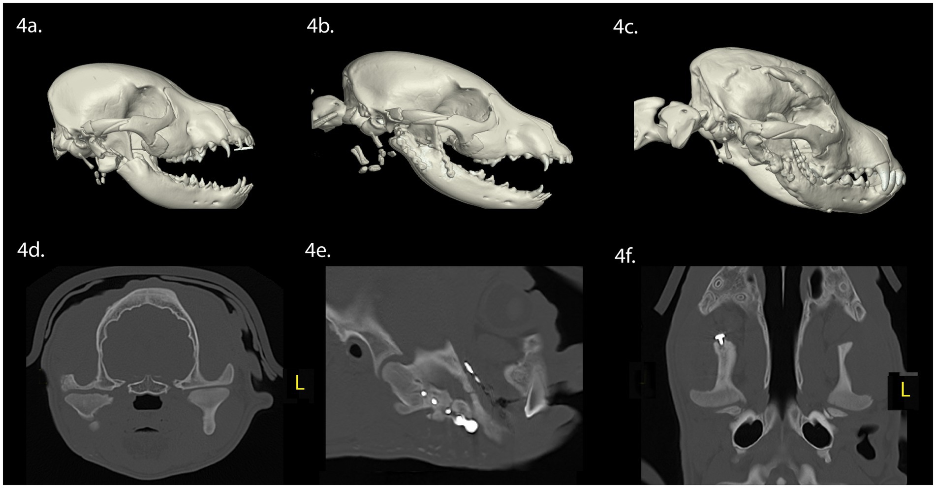 Reparación y remodelación de la cabeza mandibular de la apófisis condilar en cuatro perros inmaduros