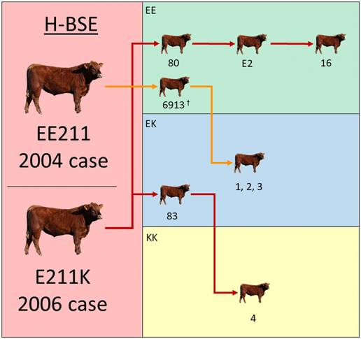 Períodos cortos de incubación de la EEB atípica de tipo H en bovinos con genotipos de proteínas priónicas EK211 y KK211 después de la inoculación intracraneal