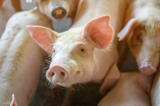Tareas cognitivas como medidas del bienestar porcino: una revisión sistemática