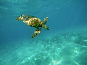 La contaminación amenaza a unas tortugas en peligro de extinción y puede provocar el nacimiento de un exceso de hembras