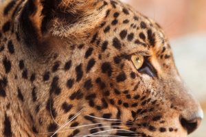 El programa de cría y conservación del leopardo árabe de RCU da la bienvenida a siete nuevos cachorros
