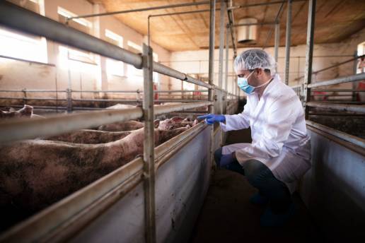 Inmunocastración con GnRH: un método alternativo para la castración quirúrgica de animales machos