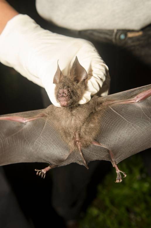 Detectan en murciélagos el primer caso de mamífero que se aparea sin penetración, y usan el pene como 