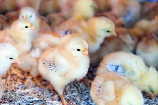 Los betaglucanos inducen el entrenamiento inmunológico celular y cambios en la morfología intestinal en las aves de corral