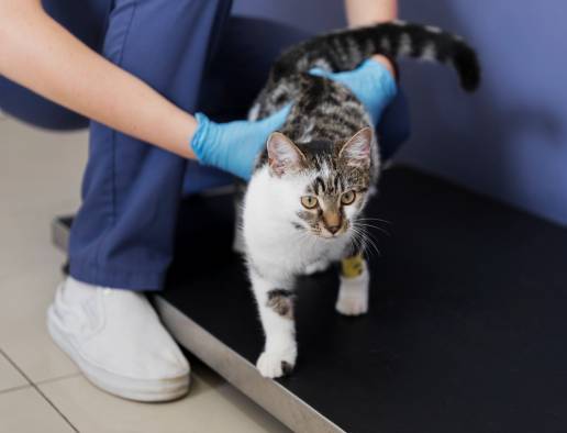Prevalencia del virus de la leucemia felina y del virus de la inmunodeficiencia felina en gatos del sur de Italia: un estudio transversal de 10 años