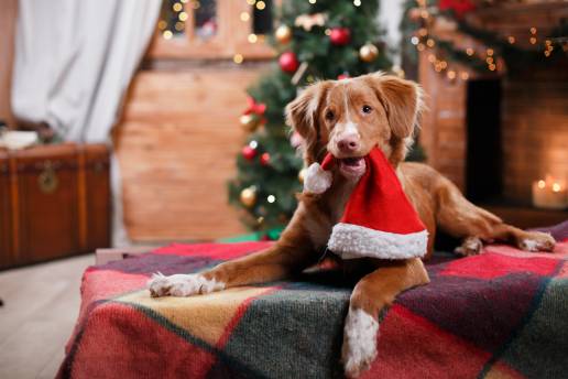 Los veterinarios de Toledo piden que solo se regalen mascotas en Navidad si se tiene la seguridad de que recibirán los cuidados adecuados