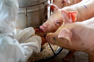 La OMSA insta a las autoridades veterinarias y a la industria animal a cumplir sus compromisos con respecto al uso de antimicrobianos como promotores del crecimiento