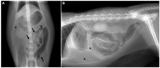 Carcinomatosis peritoneal con desmoplasia y metaplasia ósea que imita la esclerosis peritoneal encapsulada en un gato: reporte de un caso