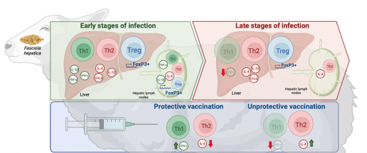 Fasciolosis: patogenia, interacciones huésped-parásito e implicación en el desarrollo de vacunas