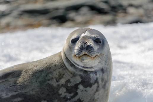 Las focas se mantienen calientes e hidratadas en el Ártico por sus conductos nasales más grandes y enrevesados